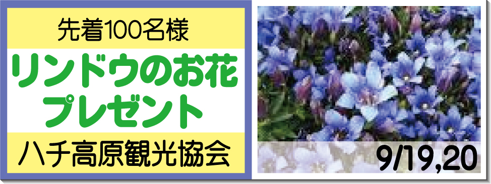 リンドウのお花プレゼント9/19,20