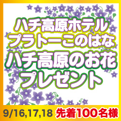 ハチ高原のお花プレゼント9/18,19,20