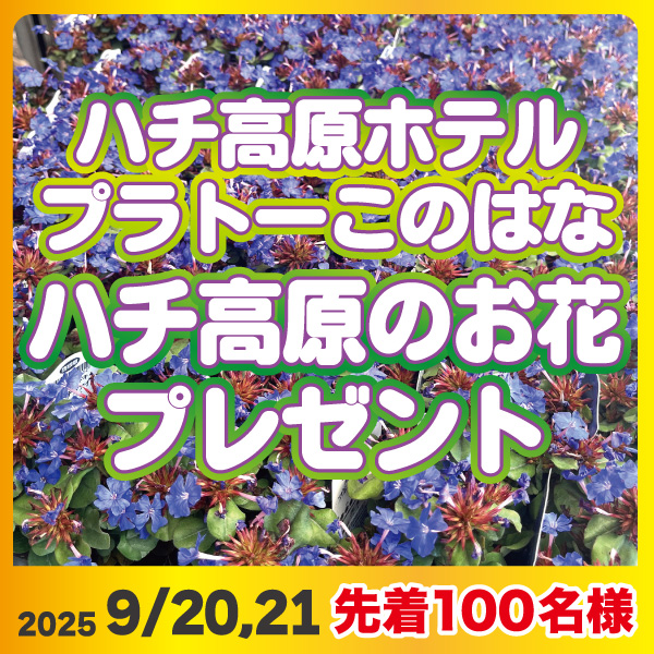 ハチ高原のお花プレゼント9/20,21