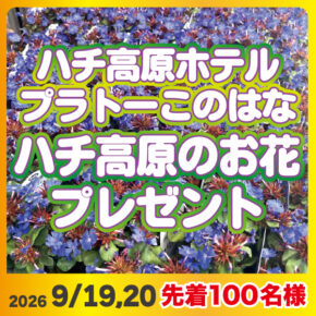 ハチ高原のお花プレゼント